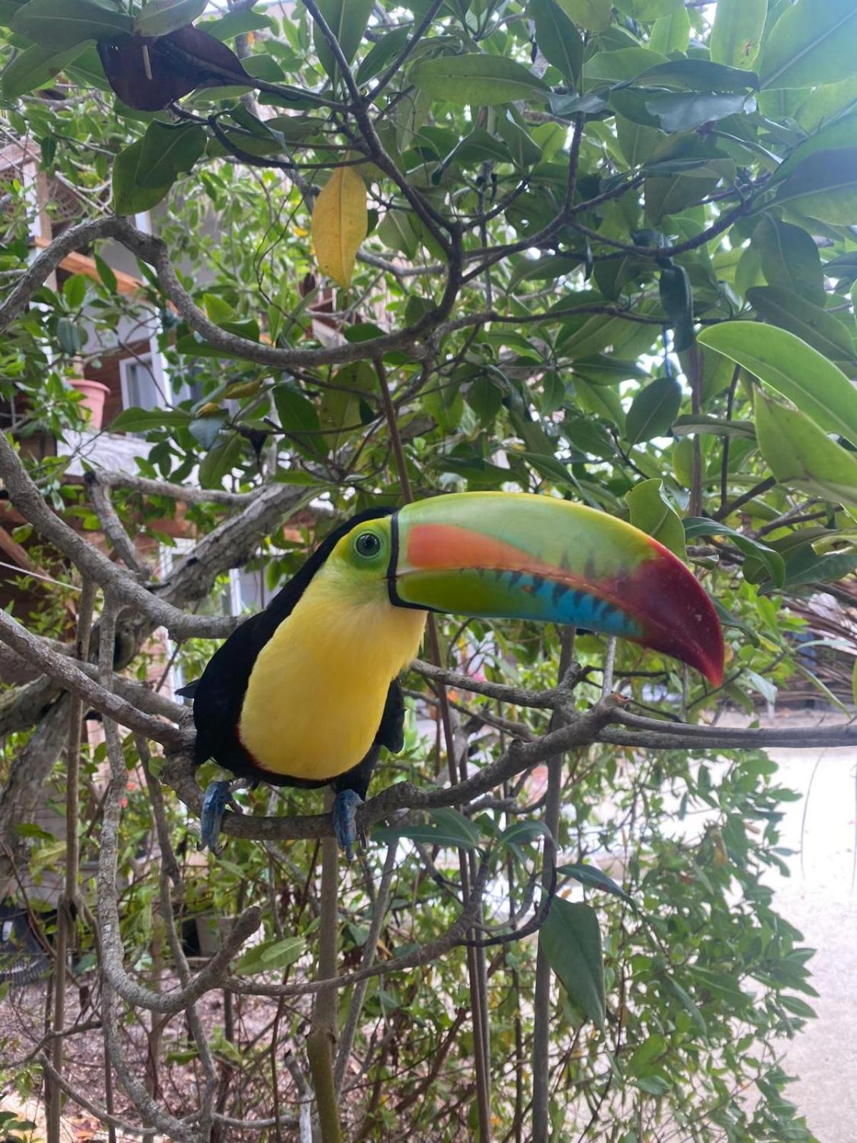Santa Lova Eco-Hostel Isla Tintipan Tintipan Island Ngoại thất bức ảnh